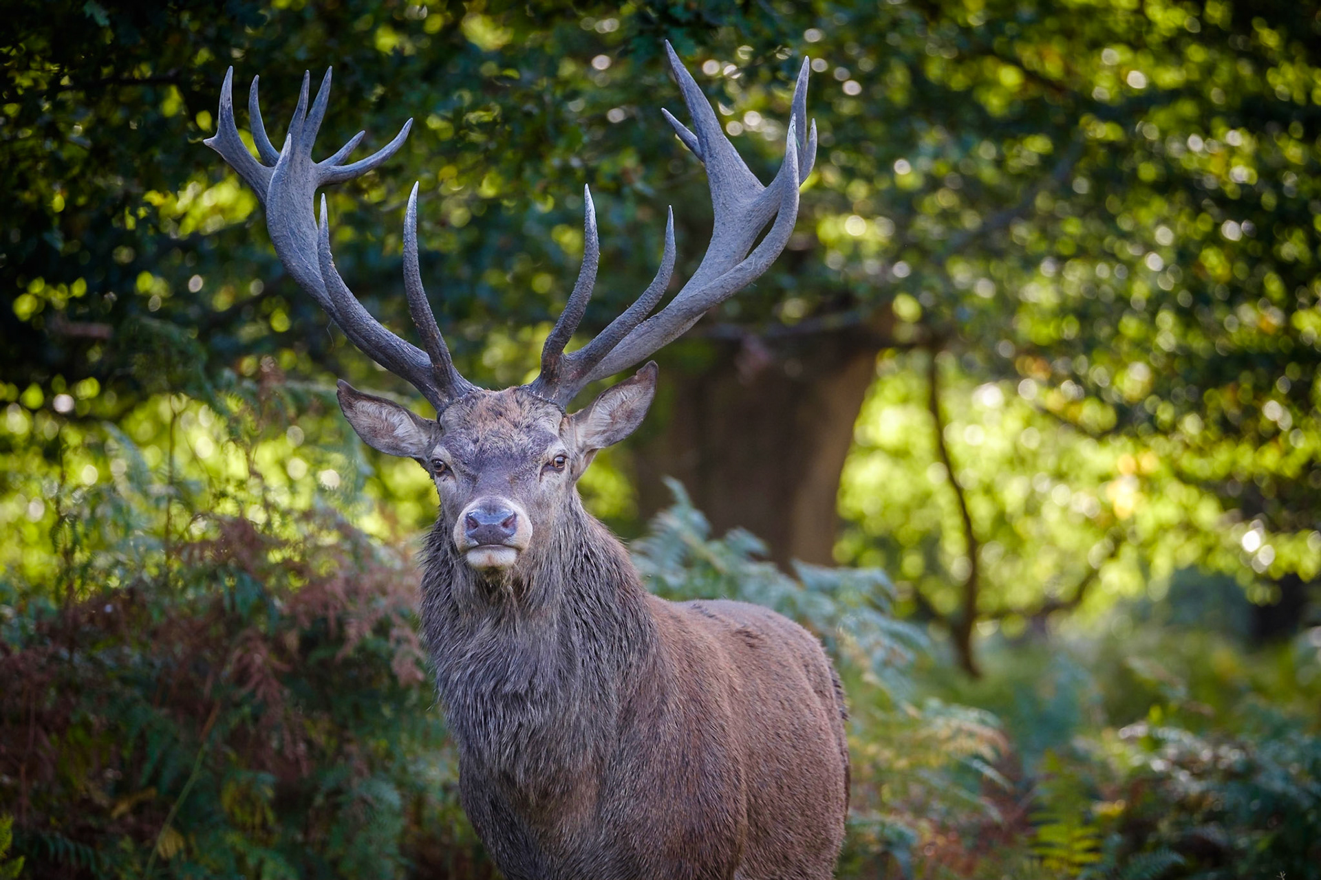 Monarch of the Woods