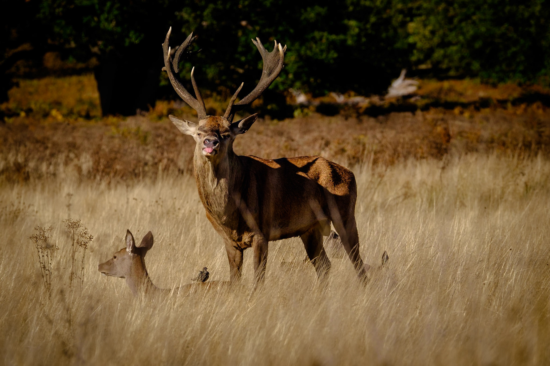 Sample image from 9th October 2018 - with the right (or wrong?) timing, you can occasionally achieve some comical moments! Burst mode can be effective to capture these fleeting moments, although this was actually a single shot.