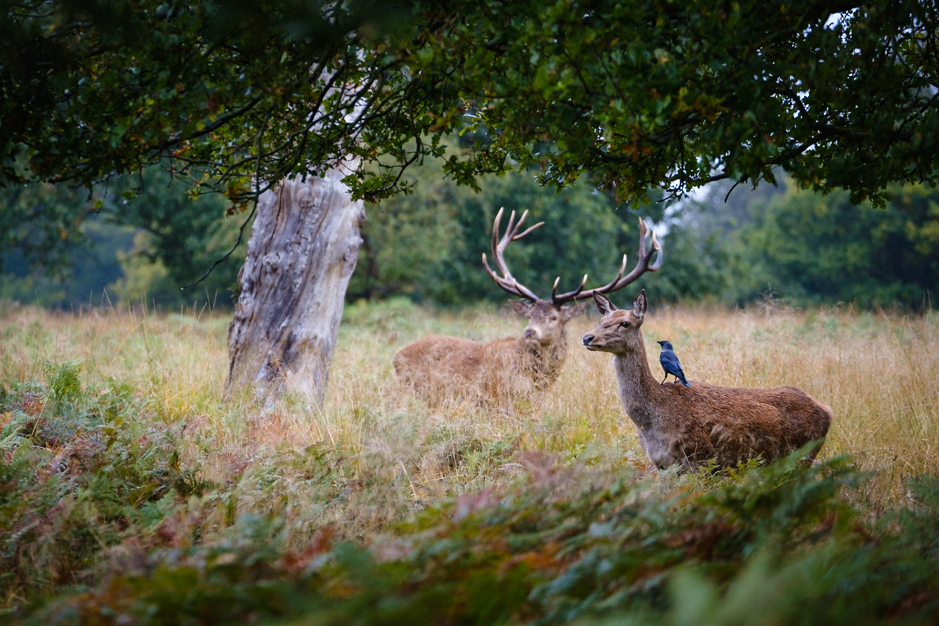 Sample image from 12th October 2019 - juggling moving elements within your composition can be tricky. Here we have the hind as main subject, with a jackdaw constantly hopping around and the stag in the background. I would prefer more separation between the antlers of the stag and the ear of the hind. I achieved that in some shots but then the jackdaw wasn't cooperating and disappeared down the hind's back!