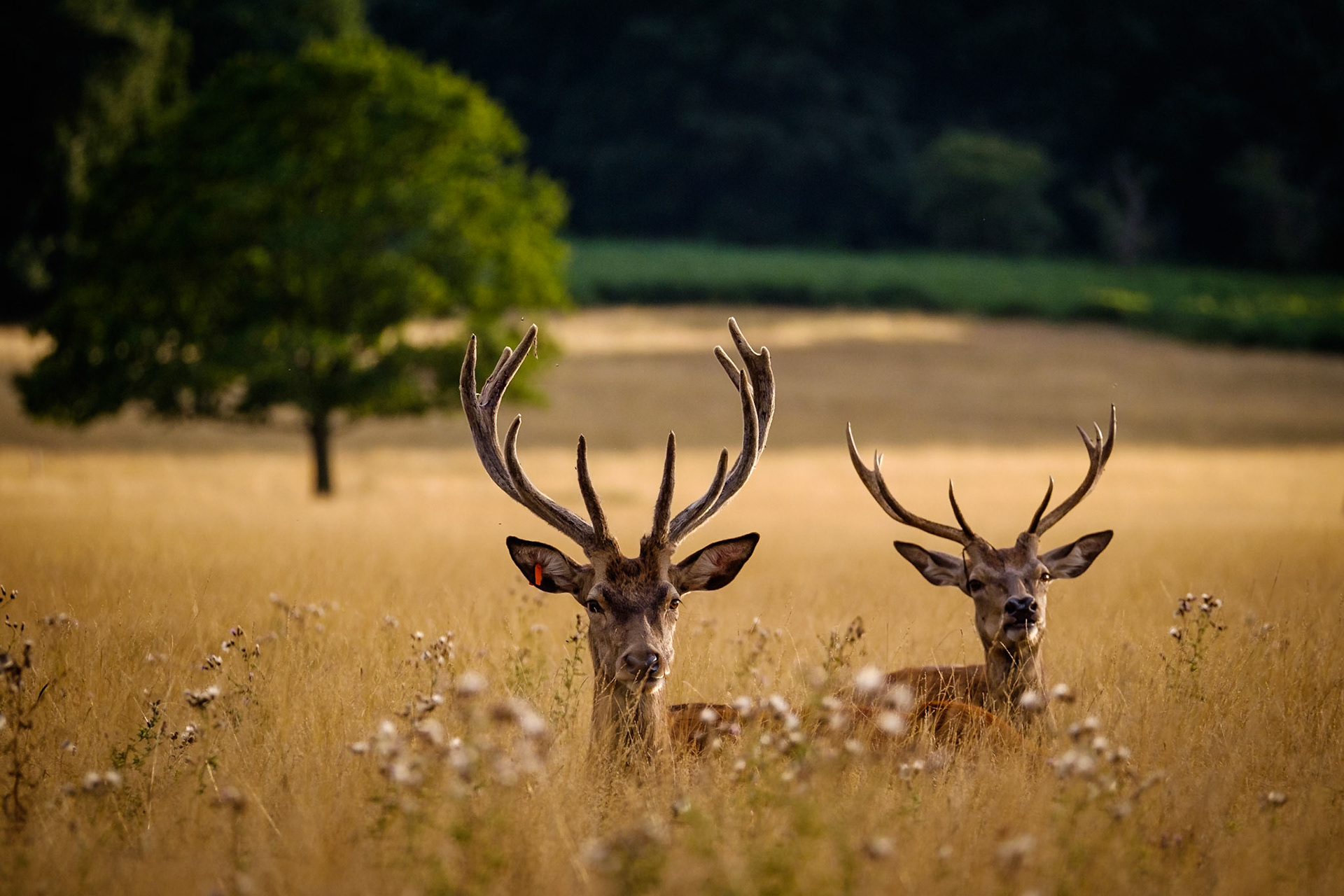 Sample image from 17th August 2018 - watch out for ear tags which are becoming more common!