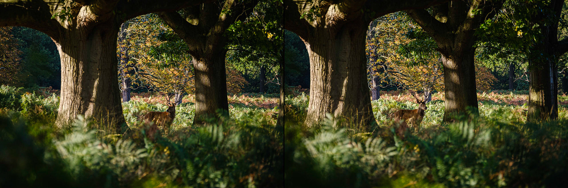 Sample image from 10th October 2019 - small changes can make a drastic improvement. On the left, the stag feels too central and his head is partially hidden in shadow. Just 11 seconds later, some slight movement on his part brought him into the light and I had adjusted my view bringing in the third tree on the right to give a more balanced composition.