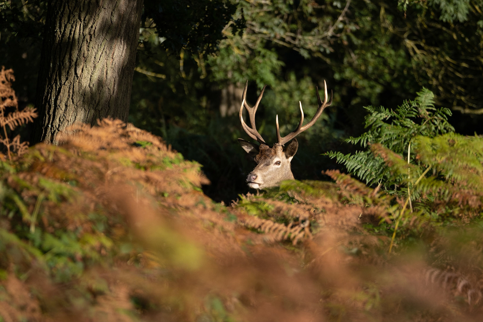 Richmond Park