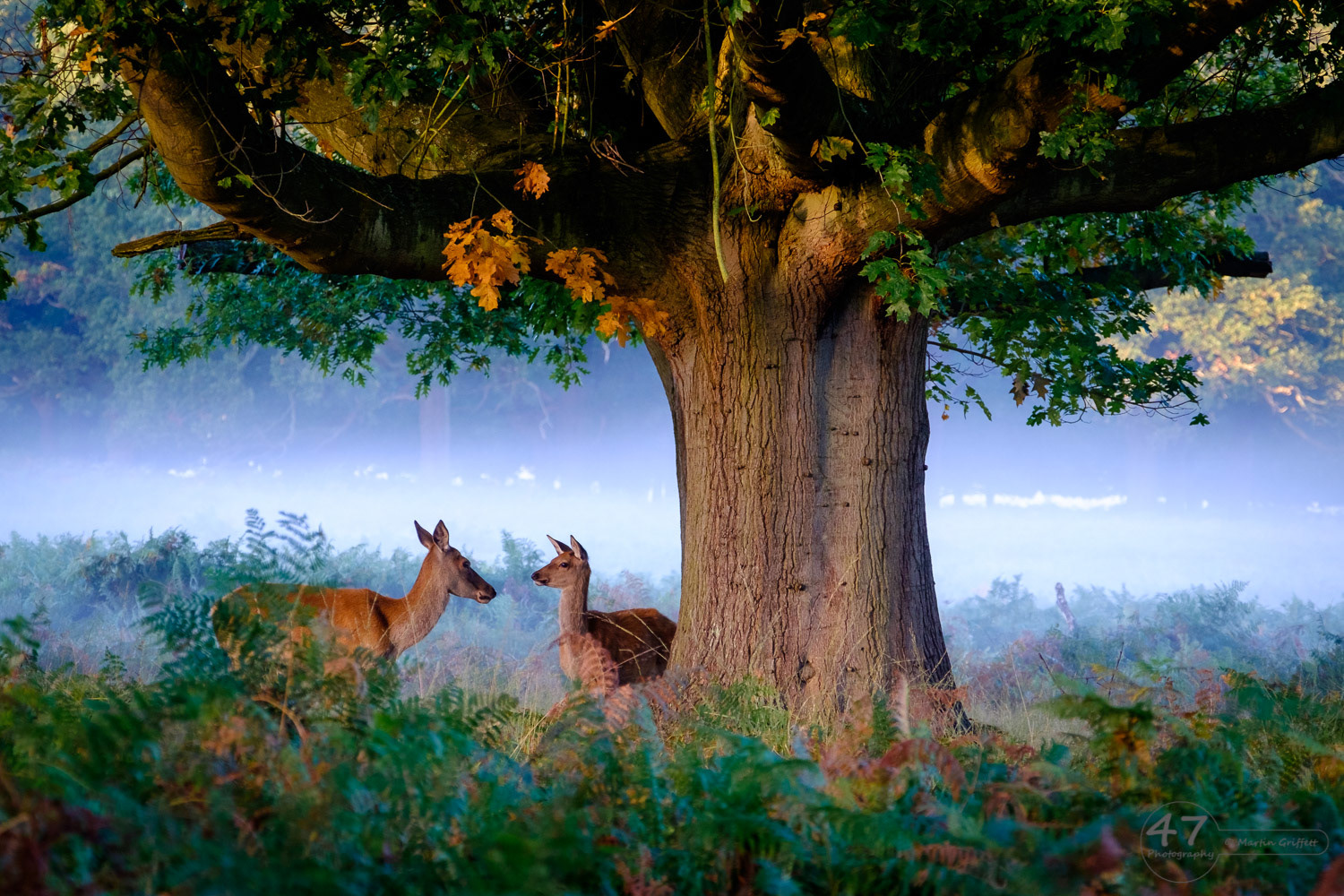 A magical autumn morning in Richmond Park