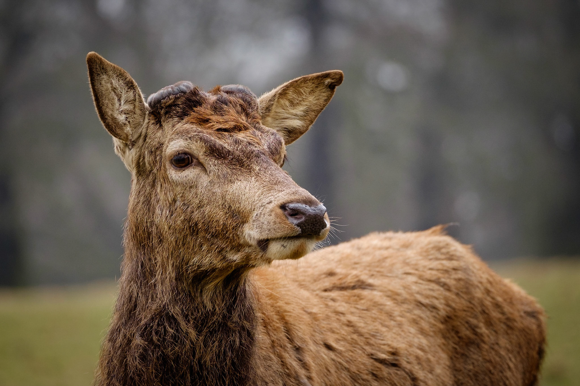 Sample image from 25th March 2018 demonstrating focus selection on this stag's head and the out of focus background by using a wide aperture.