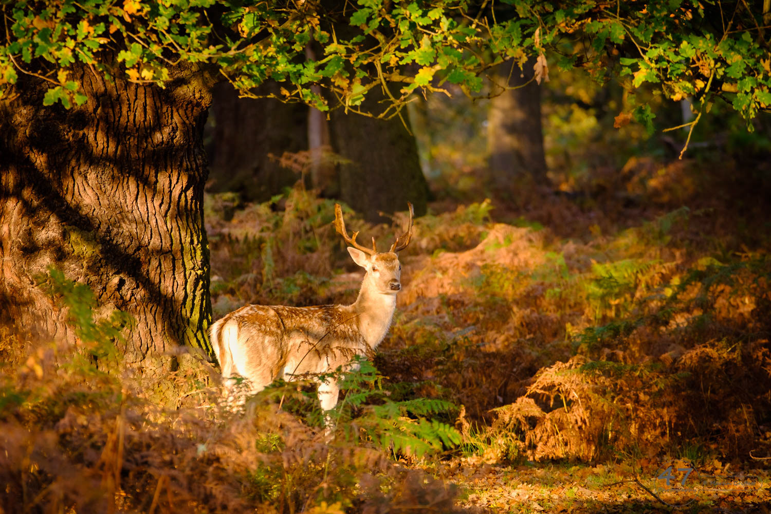 Fallow Buck