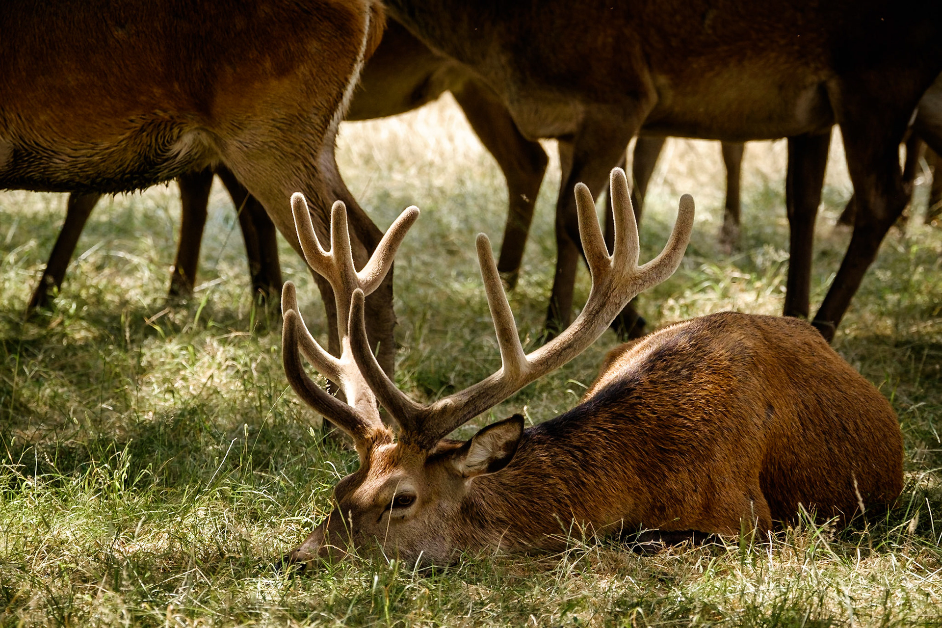 Sample image from 21st July 2018 - even when dealing with the chaotic movements of a large group of stags, it's still possible to isolate an individual with careful selection of your composition and use the group to add context.
