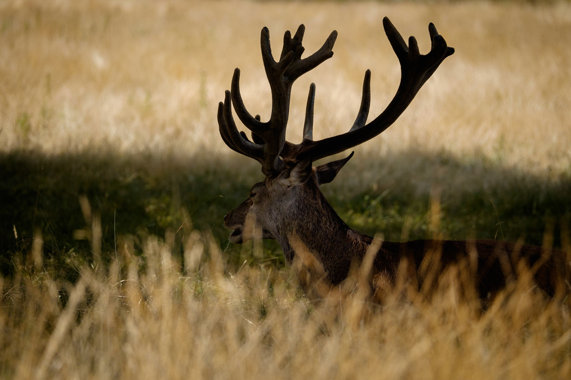 Sample image from 21st July 2018 illustrating the use of a bright background to emphasise a strong silhouette - positioning of the camera viewpoint can be crucial.