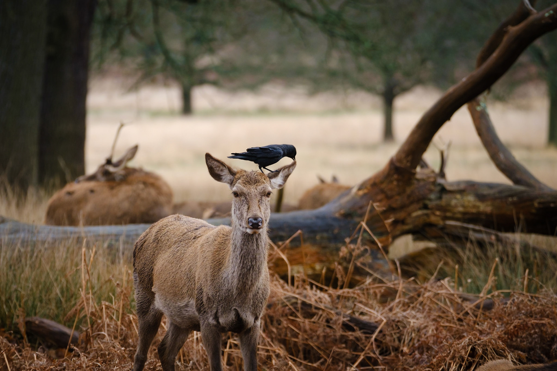Sample image from 2nd February 2020 - the Jackdaw's profile stands out well against the pale yellow grass in the background. It was a pity the other deer behind didn't move away!