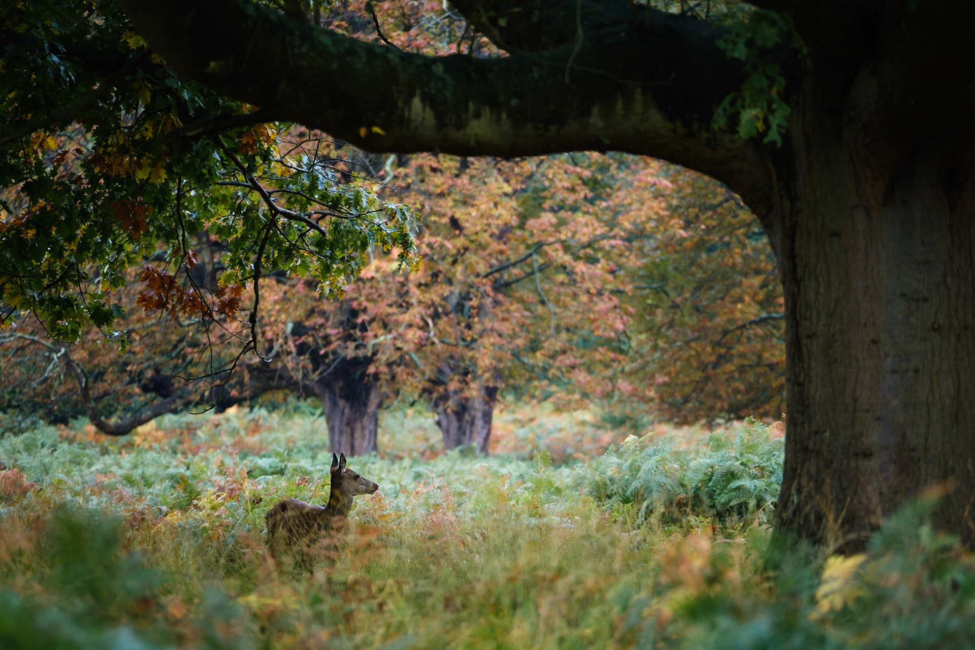 Sample image from 12th October 2019 - sometimes it's worth finding a composition you like, waiting for the deer to move and then crossing your fingers!