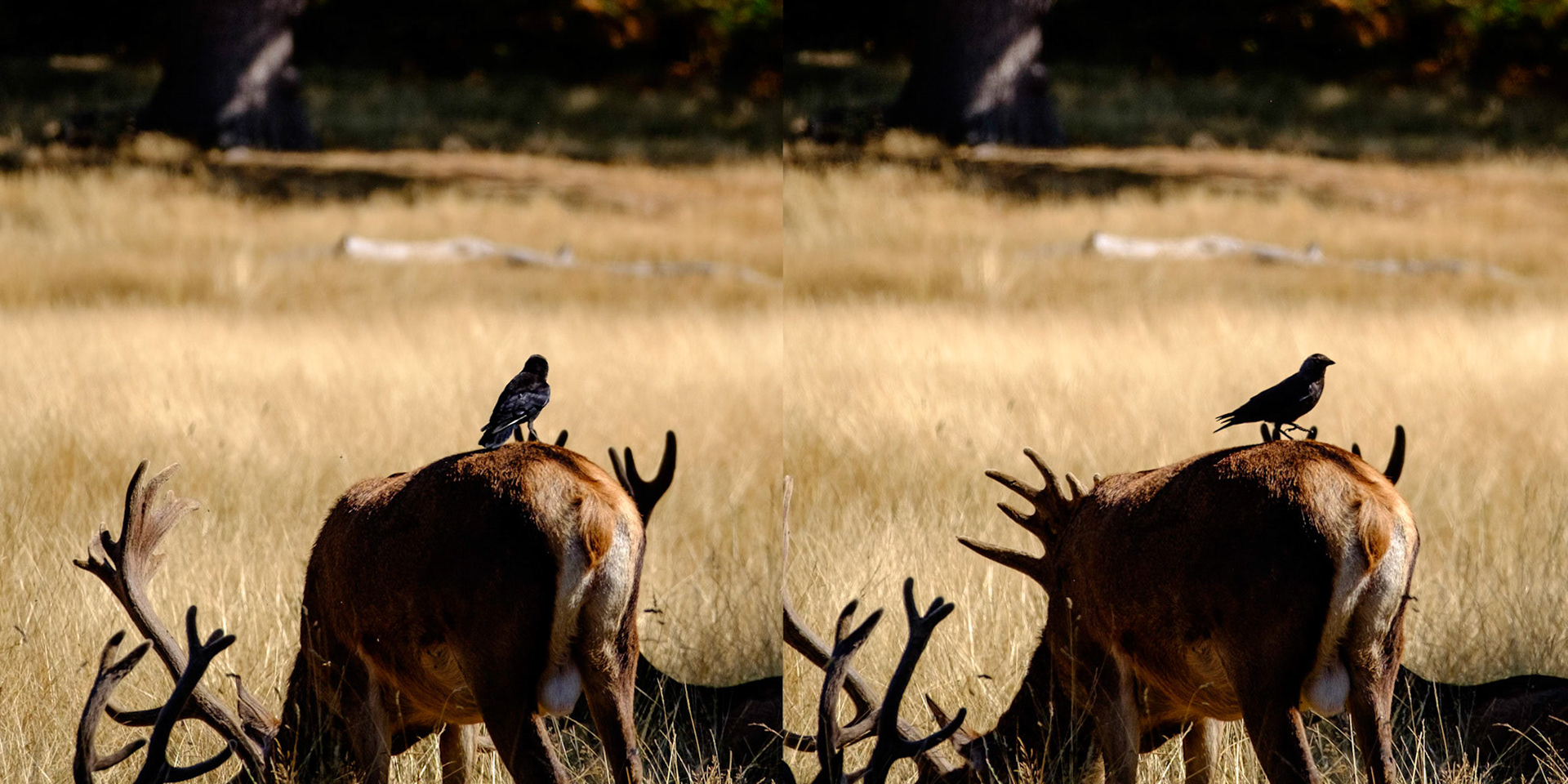 Sample image from 5th August 2018 - two shots, moments apart, showing how small details can improve images. When dealing with bird silhouettes, try to catch them in profile to add interest.