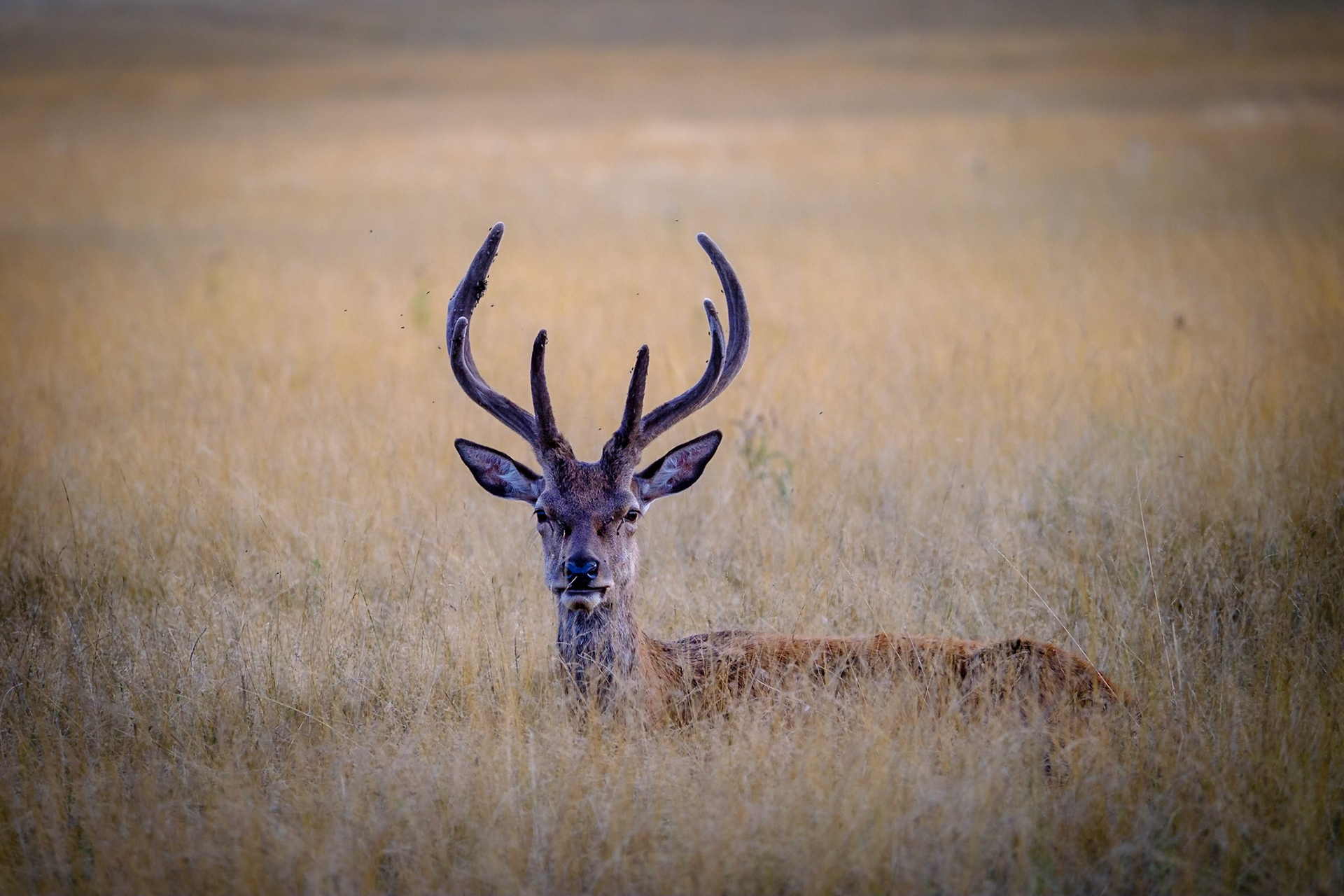 Sample image from 17th August 2018 - even with nature you can use a bit of symmetry in composition.