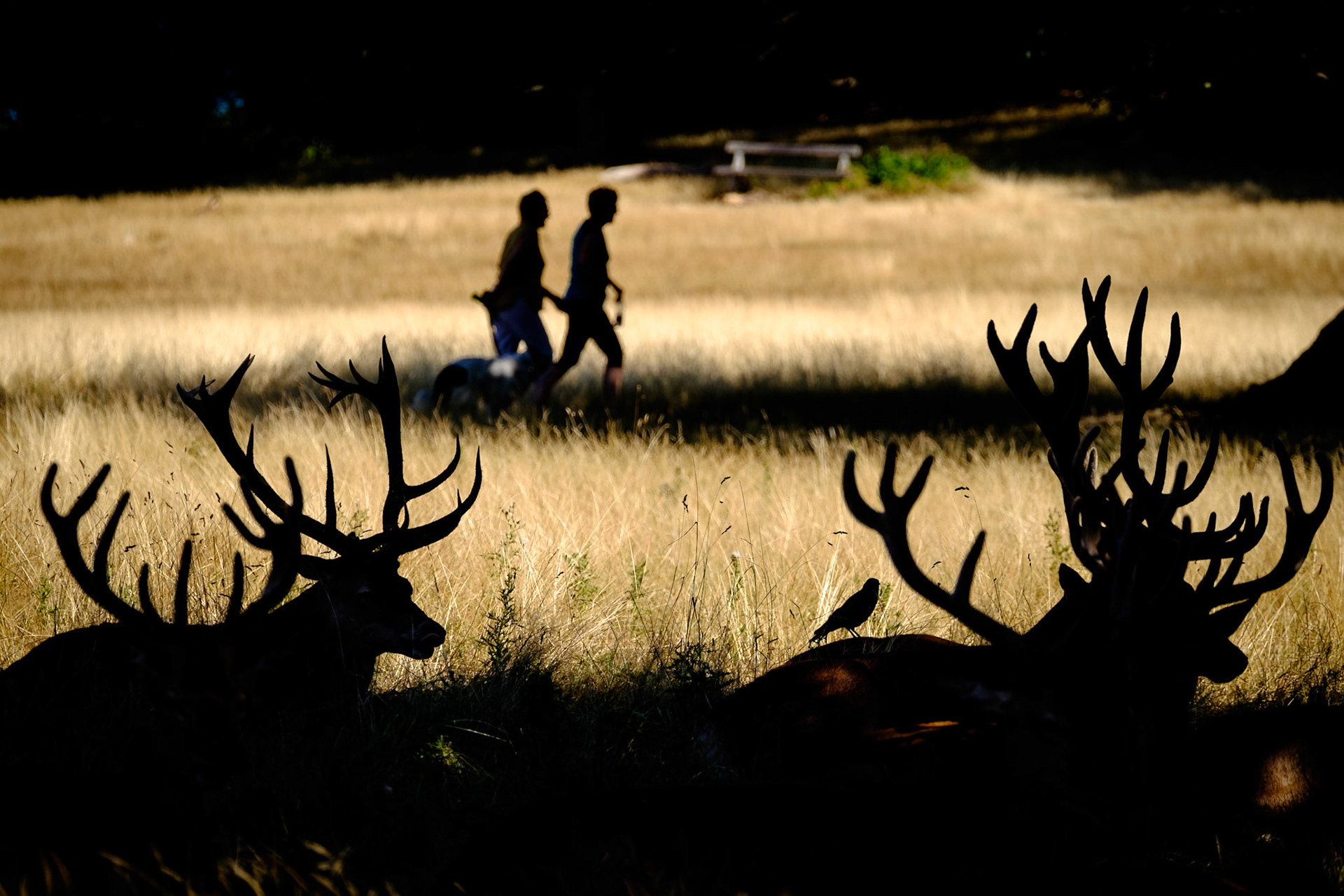 Sample image from 5th August 2018 - juxtaposing people with the deer can provide a different sort of image. Probably not one to hang on your wall, but could produce image sales for editorial purposes.
