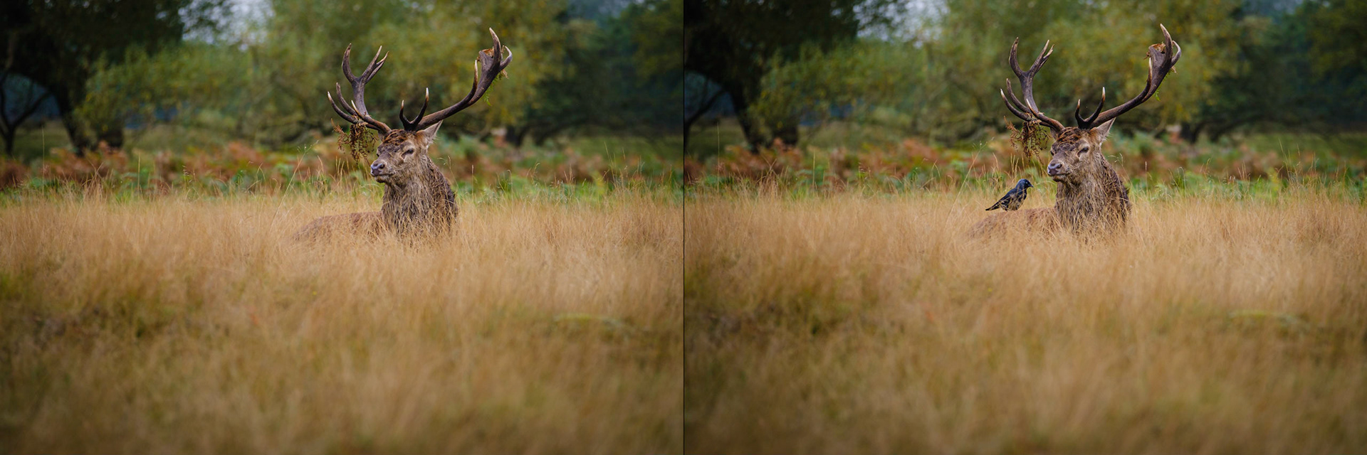 Sample images from 5th October 2019 - taken just 7 seconds apart. Those Jackdaws really can add some interest.