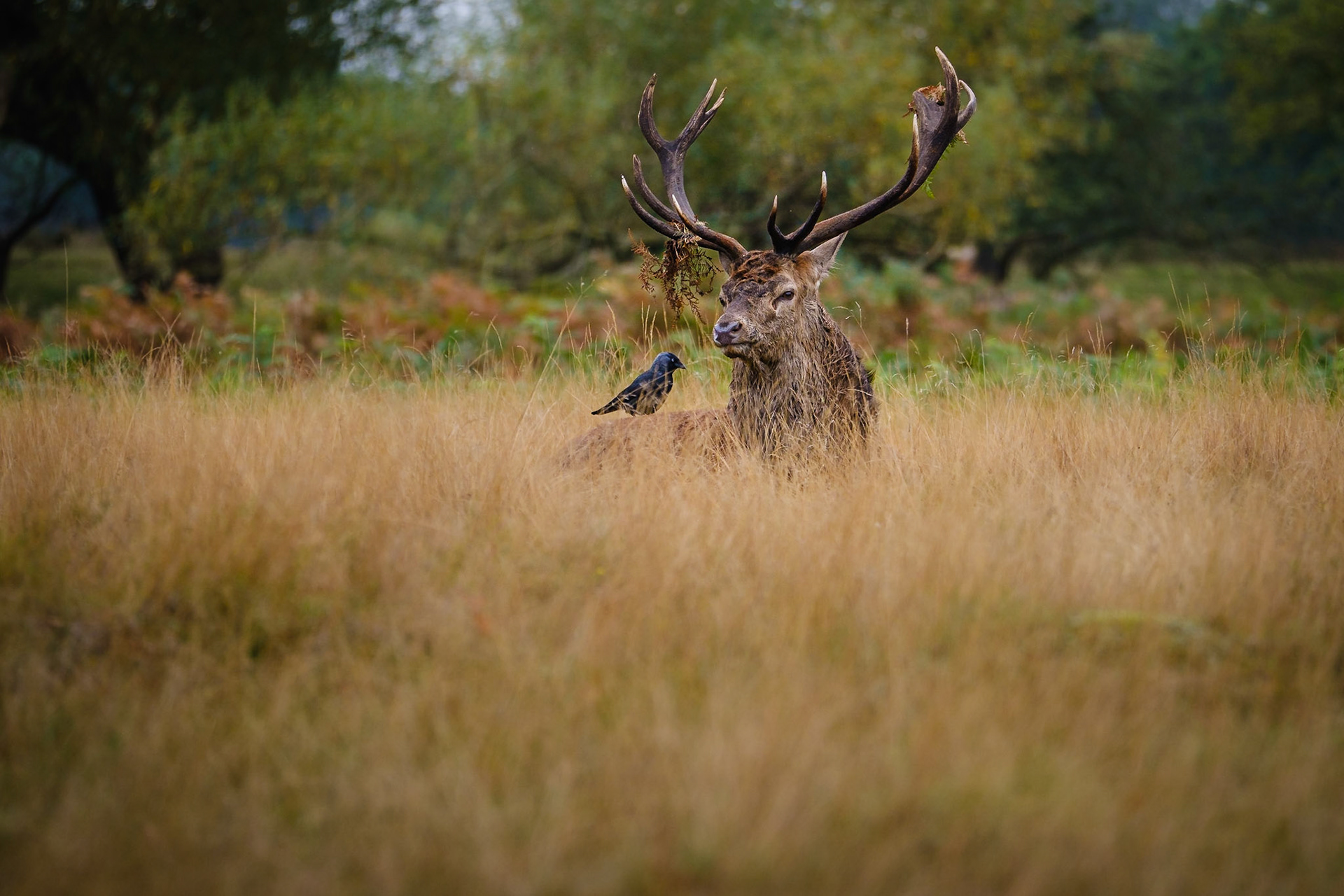 Richmond Park