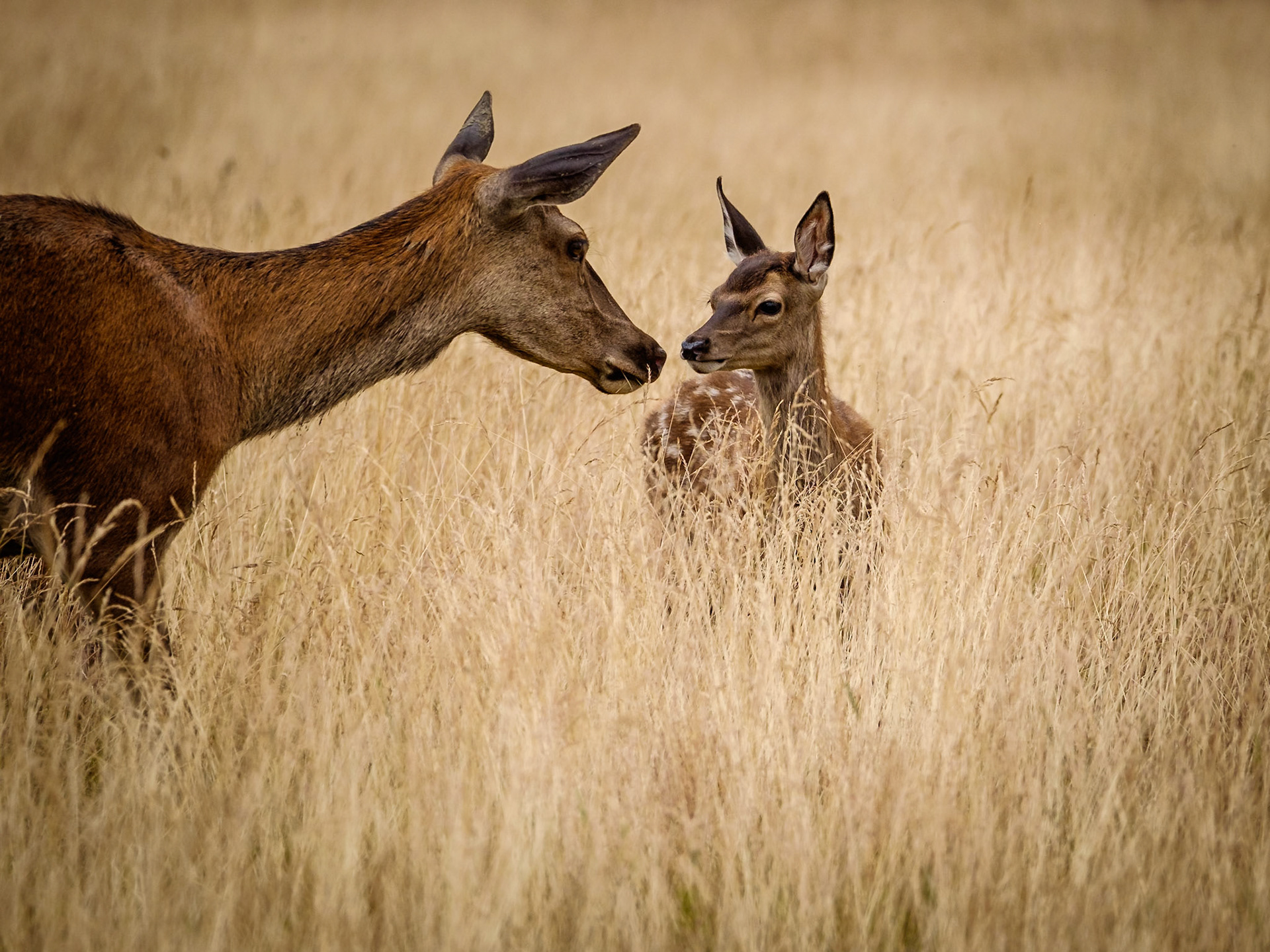 Sample image from 4th July 2018 - even when faced with the disorder of a large group of deer (about a hundred on this walk), if you watch and wait, little moments will appear before you. You just need to have patience and be ready!