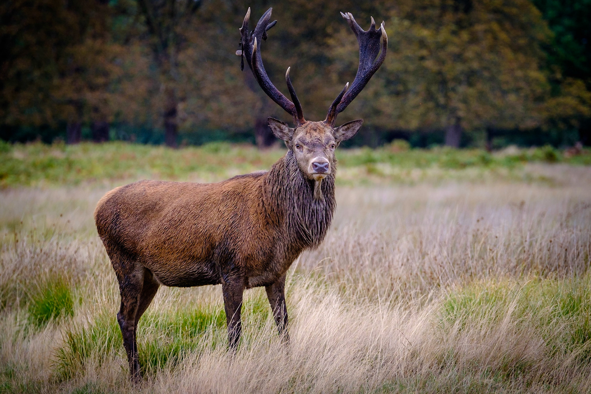 Sample image from 22nd September 2018 - the cloudy, drizzly conditions give a different feel to this study of a mature stag.