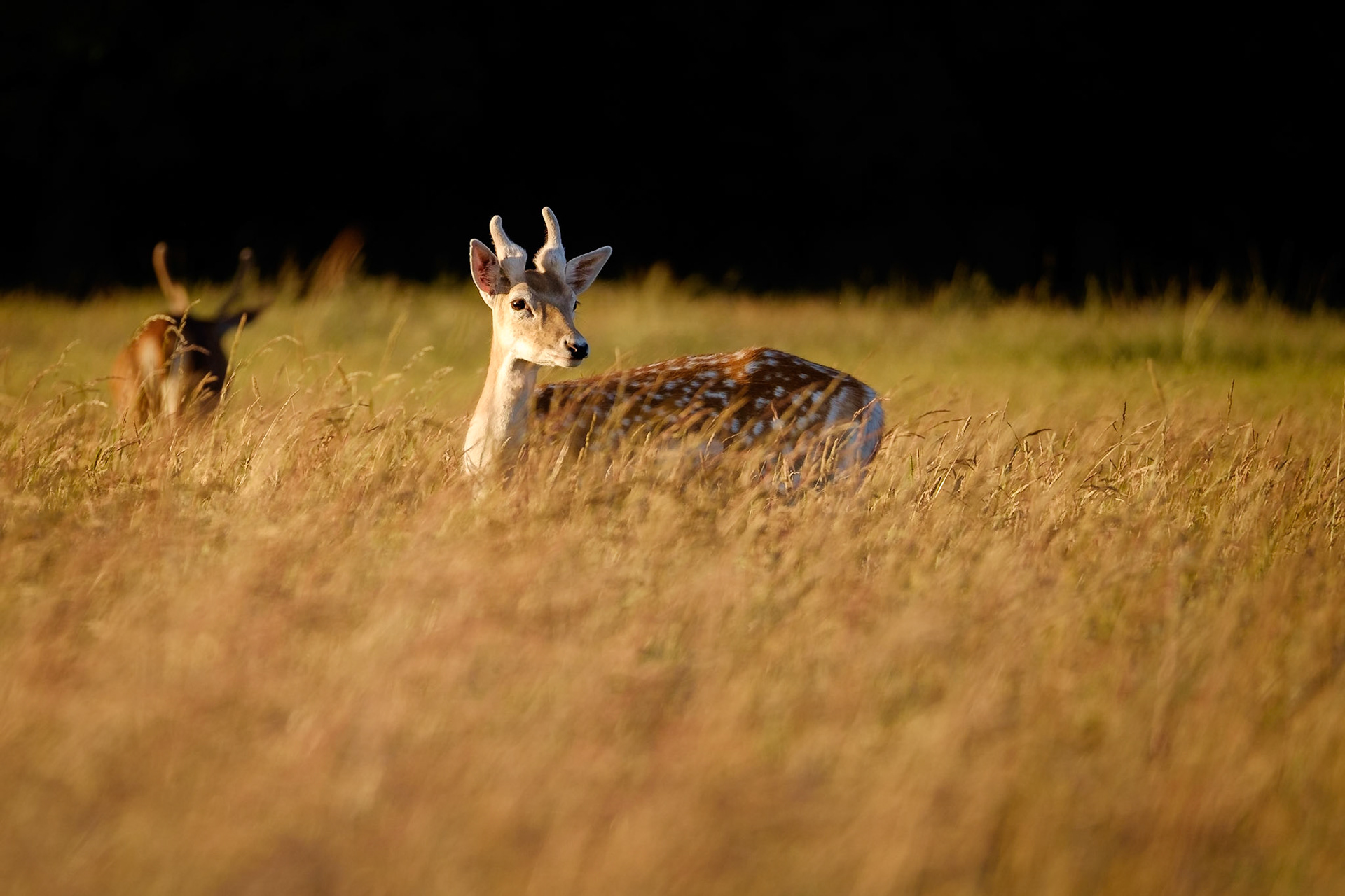 Sample image from 21st June 2018 illustrating patience and planning - this young buck was grazing most of the time and his head would pop up for about 2-3 seconds so pre-framing the shot and waiting was the best technique to use.