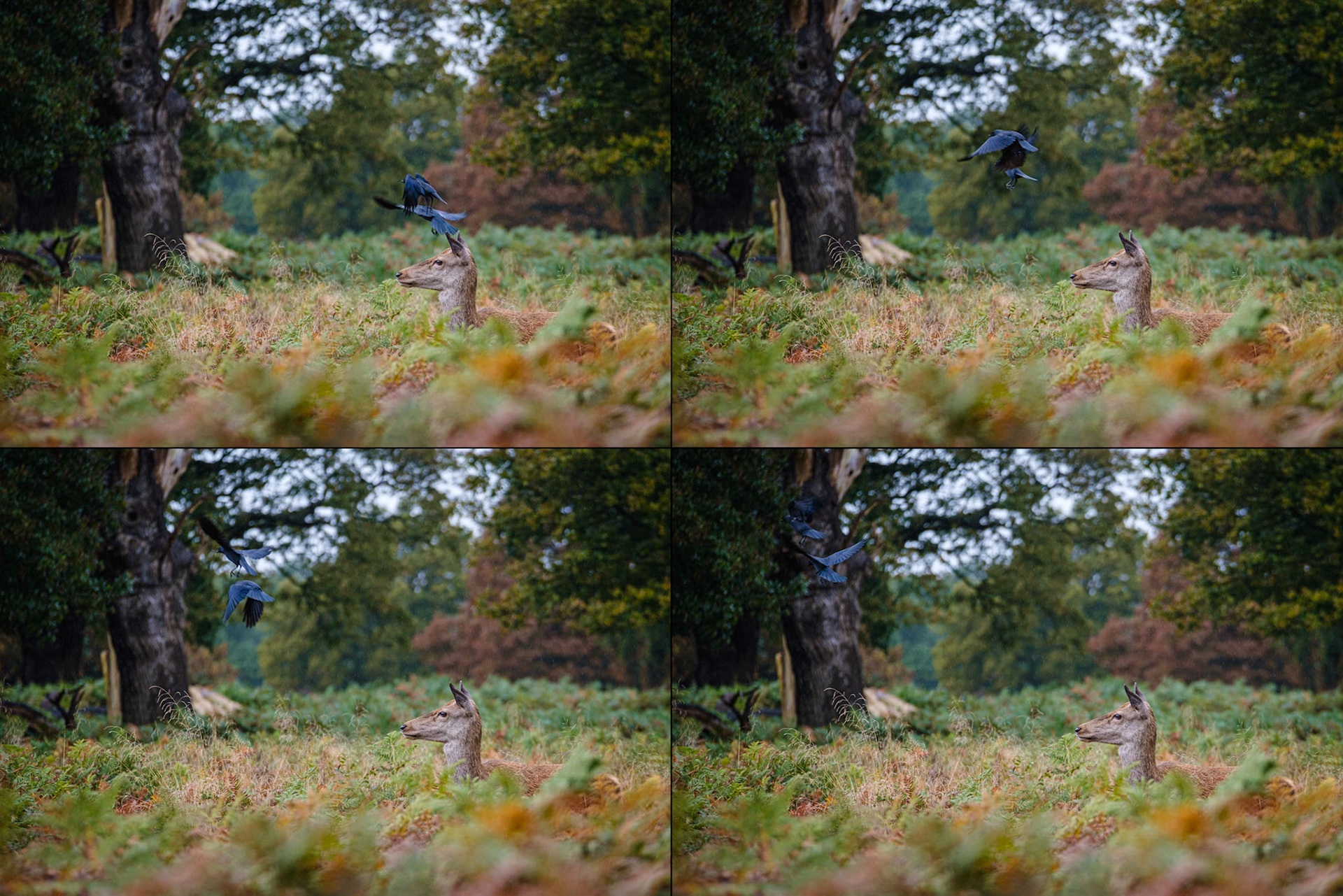 Sample images from 12th October 2019 - it can be fun trying to catch jackdaws in flight. Using burst mode will give you a range of shots to choose from.