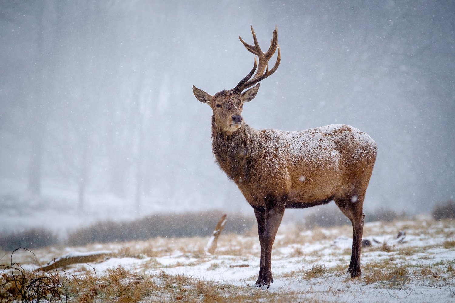 Red Deer Stag in Snow