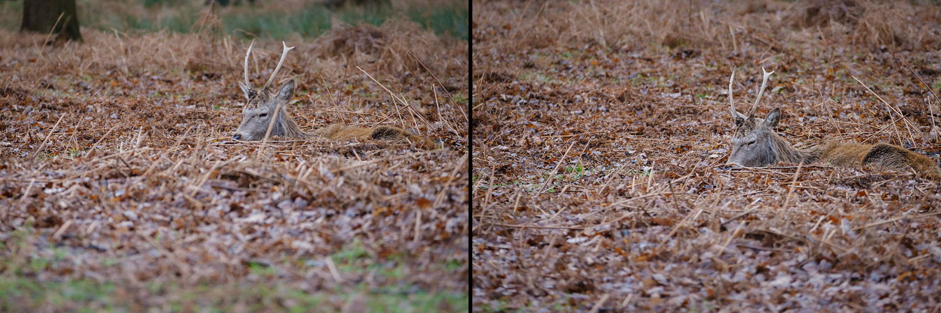 Sample image from 2nd February 2020 - avoid distractions especially around the eyes. A simple change of position will help, in this case a step to the left and a higher viewpont shifts the offending stalk further away.