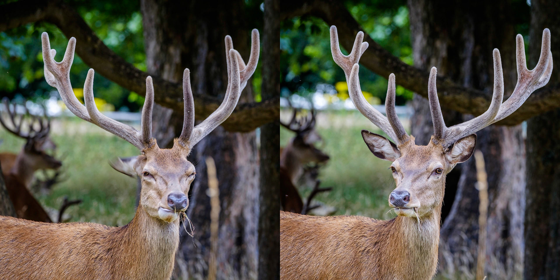 Sample image from 21st July 2018 - two shots, moments apart, showing how the timing of your shot can affect the outcome when the deer are chewing.