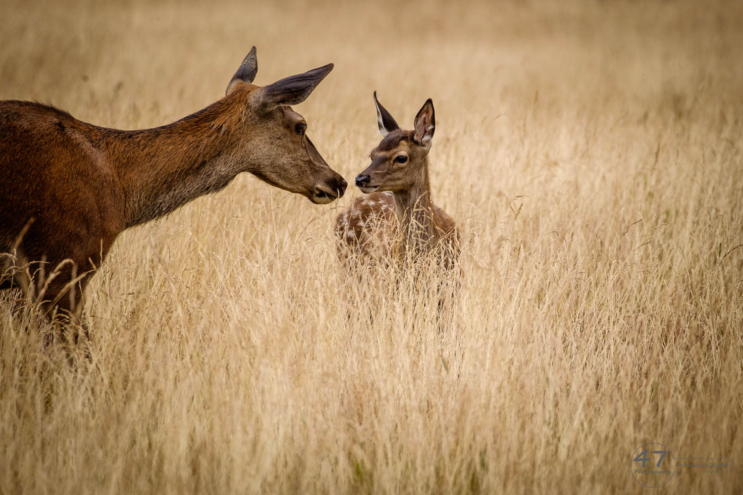 Newborn with mother