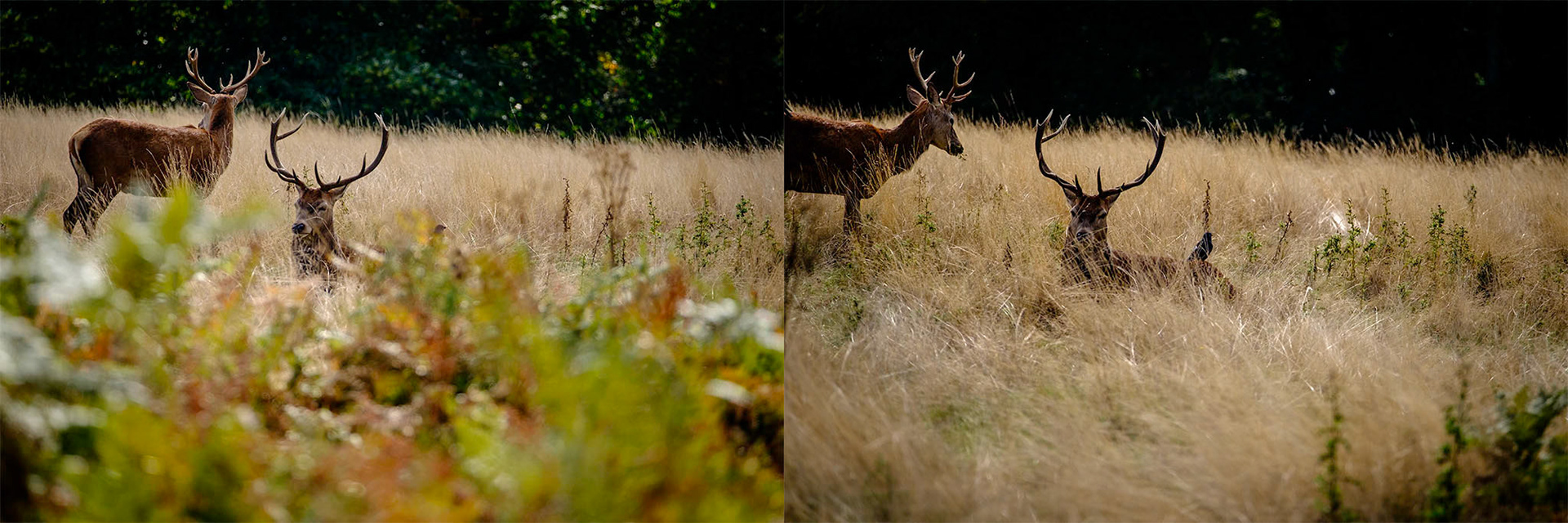 Sample images from 30th September 2018 - walk around your subject to alter your position, changing the foreground & background. Here, I moved about 10 feet to achieve a different foreground.