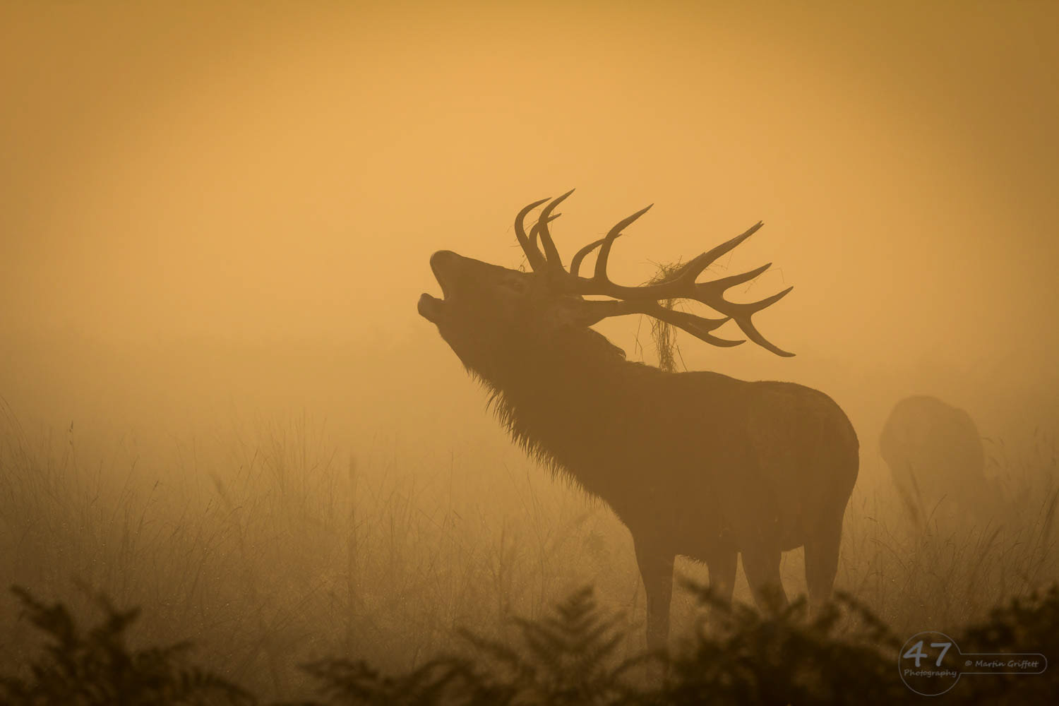 Bellow in the mist