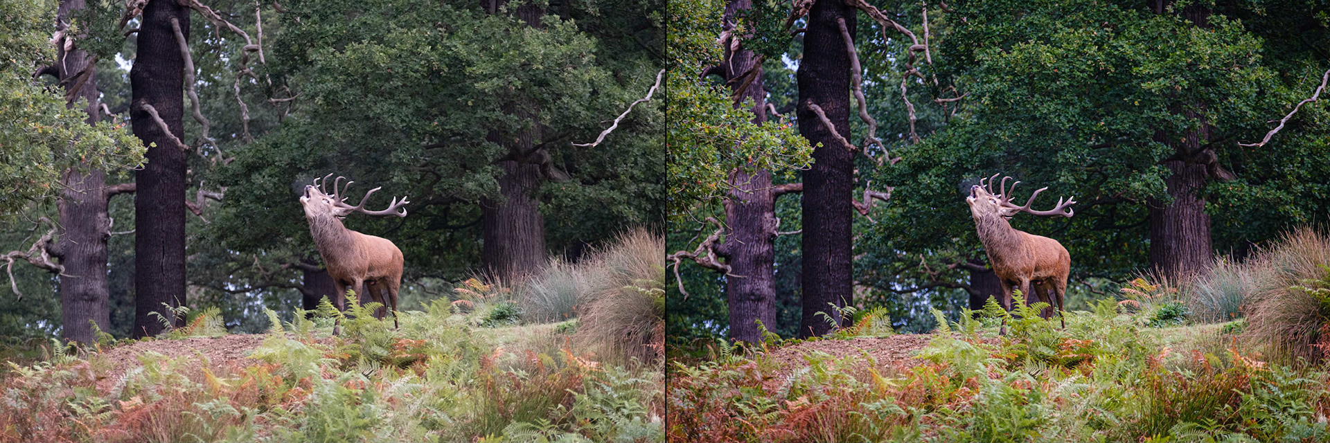Sample images from 5th October 2019 - the power (and speed) of some decent photo editing software. By saving my commonly used settings as a preset in Adobe Lightroom, I can take the unprocessed RAW image on the left to an almost final edit on the right in a single click. I would then probably only need to tweak a couple of settings to achieve the result I want in no more than a couple of minutes.
