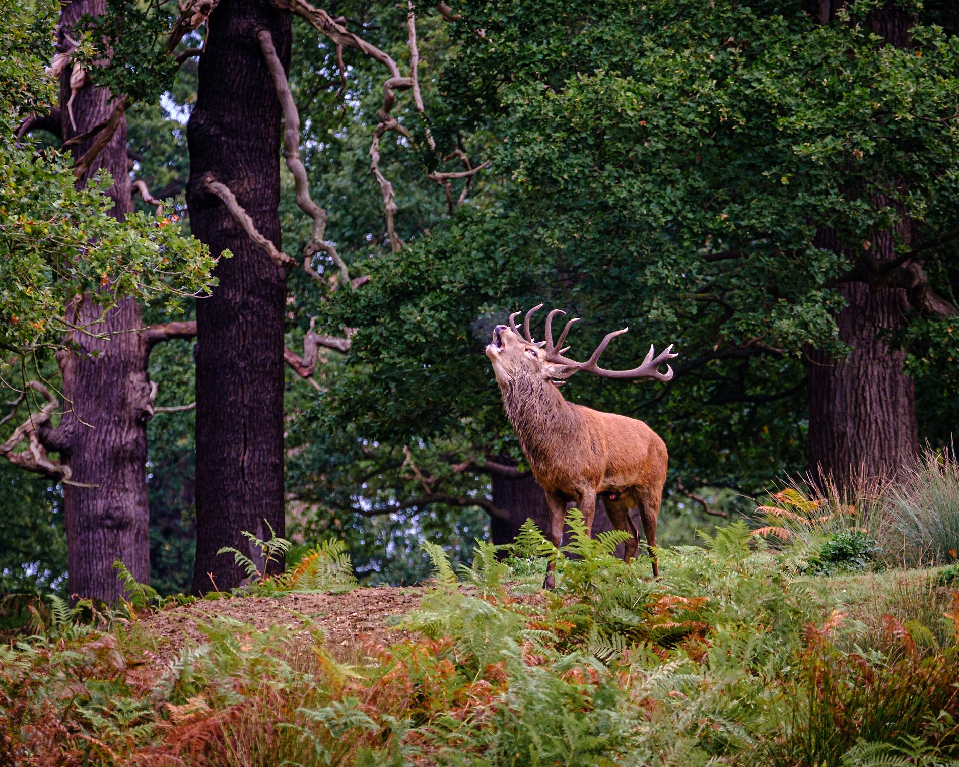 Sample image from 5th October 2019 - the final edit of the RAW + preset comparison. A small crop and colour tweaks using Fuji's Velvia film simulation and a slight white balance adjustment.
