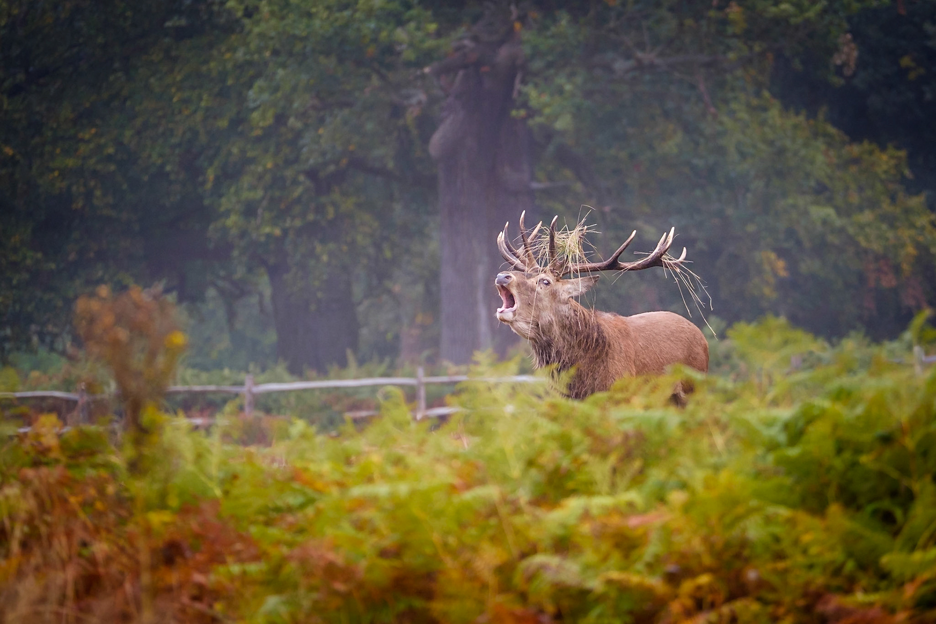 Sample image from 6th October 2018 - although I mention that I prefer not to include anything man-made, sometimes when the rest of the setting looks lovely I just have to. At least in this case the fence looks quite rustic!