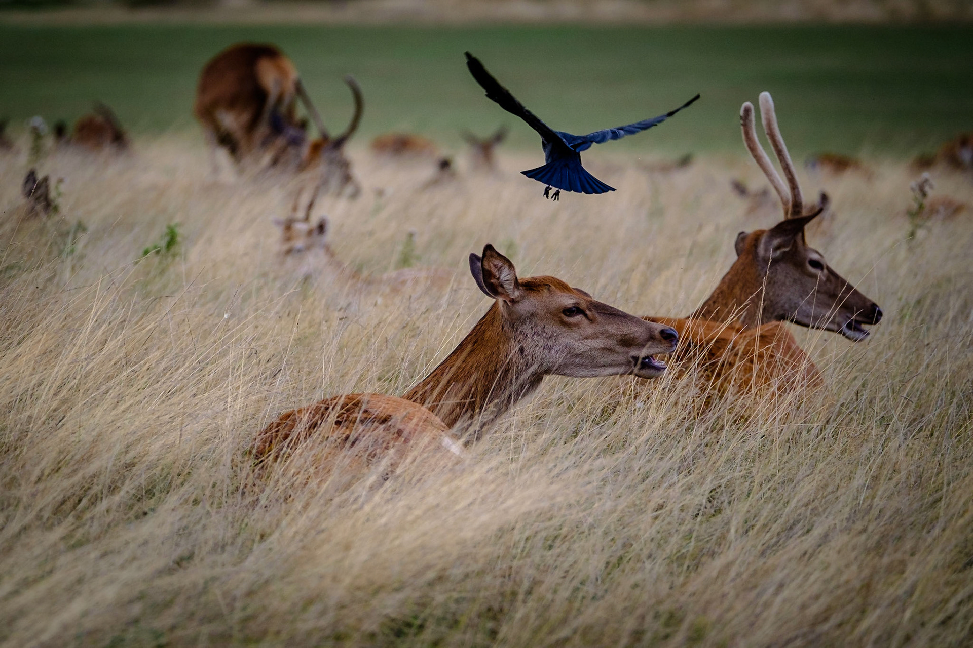 Sample image from 17th August 2018 - with careful timing and plenty of patience you can capture the Jackdaws as they take flight, in this case from the head of this hind.