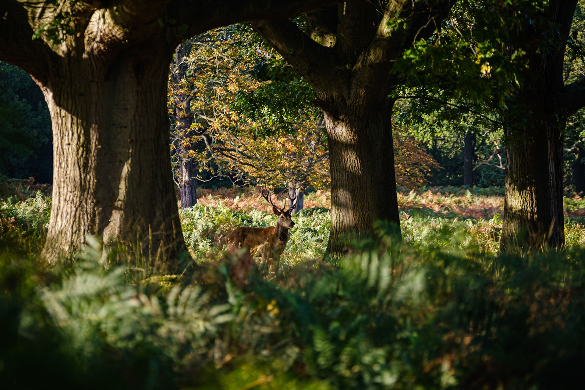 Richmond Park