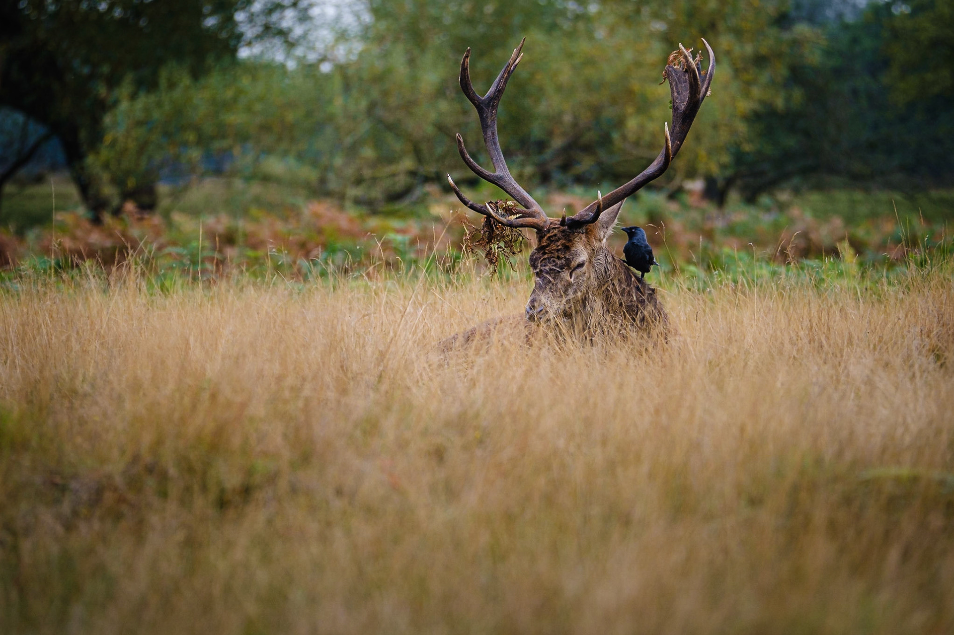 Richmond Park