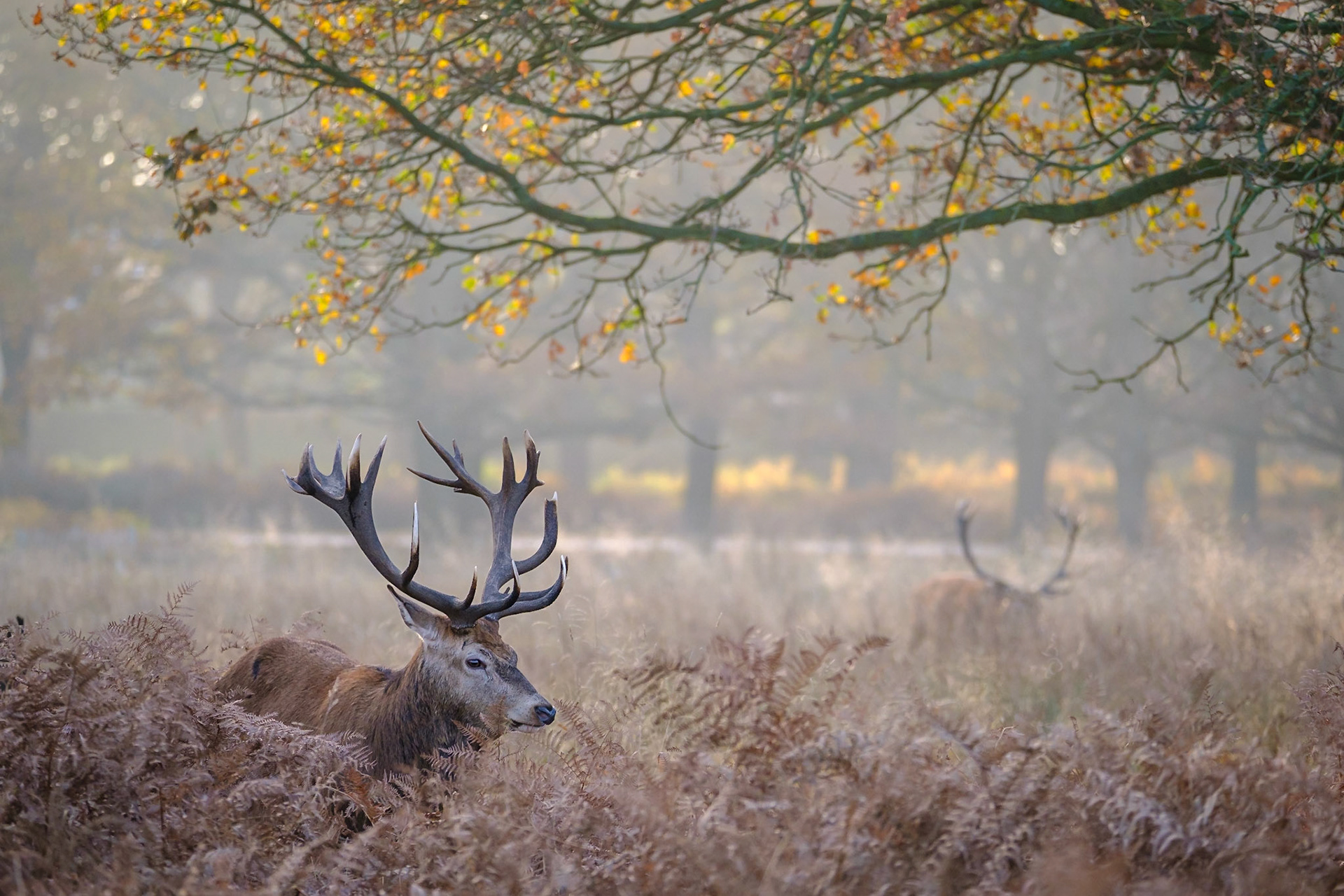 Sample image from 17th November 2018 - use deer in the background to balance your composition and add additional interest & context.