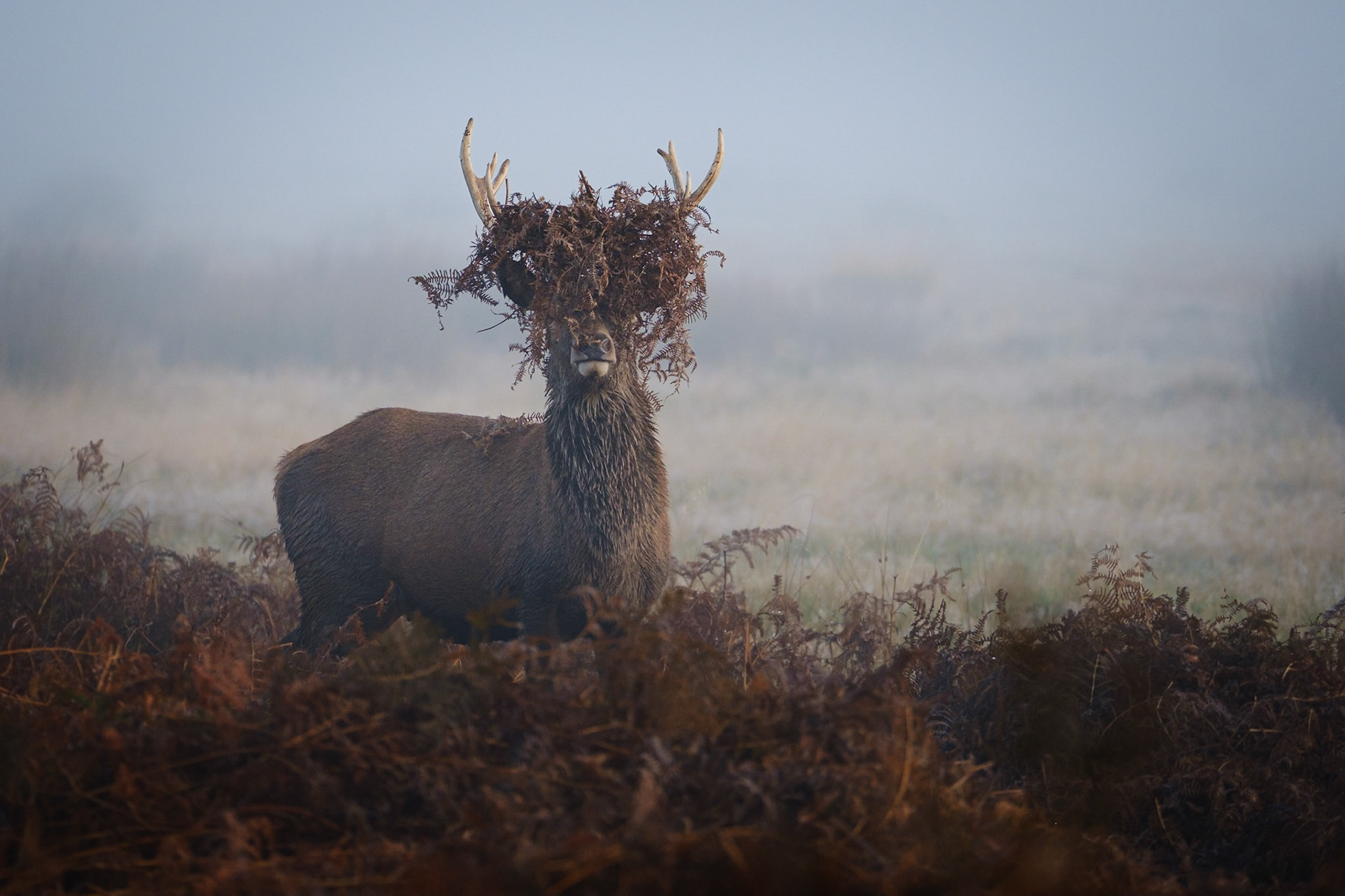 Richmond Park