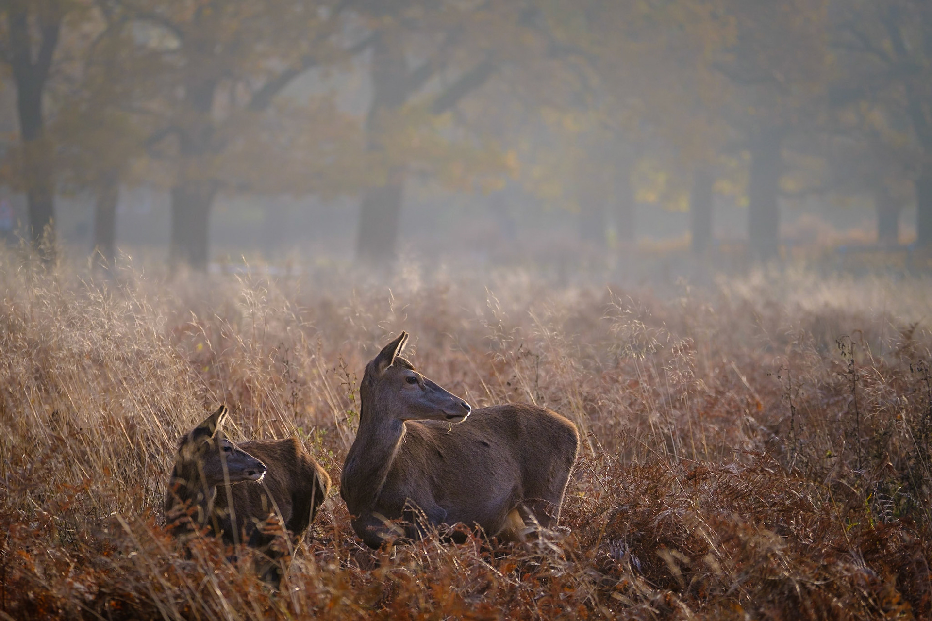Sample image from 17th November 2018 - try to add a bit of intrigue. With the hind and her calf both gazing in the same direction, it makes you wonder what it is that has caught their attention. This is another example of a soft, misty looking background actually caused by backlighting. Watch out for small details that could be improved - I should have taken a step to my right to move the distracting stalk of grass away from the calf's eye, but I only noticed this when viewing large on my PC.
