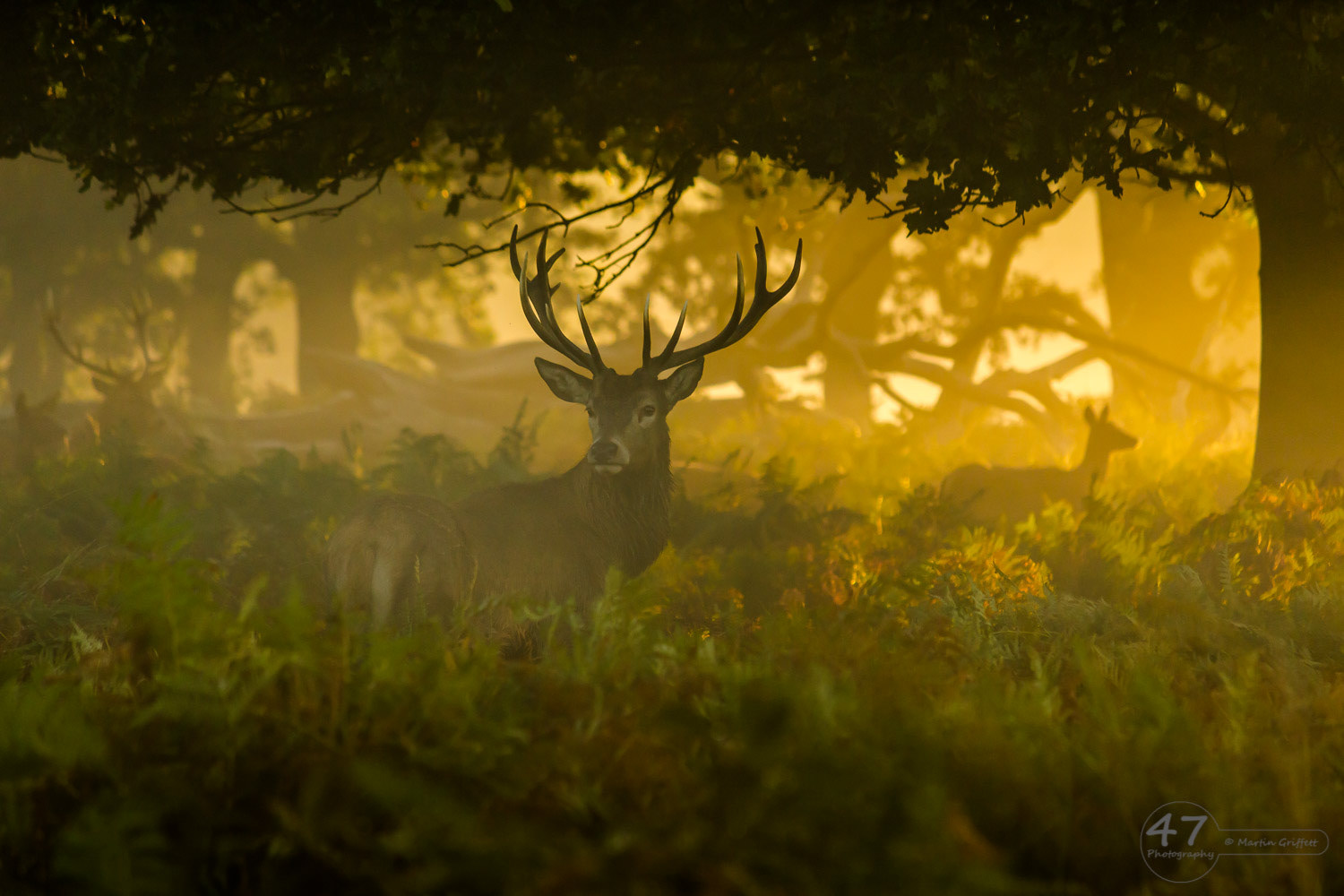 Autumn in the woods