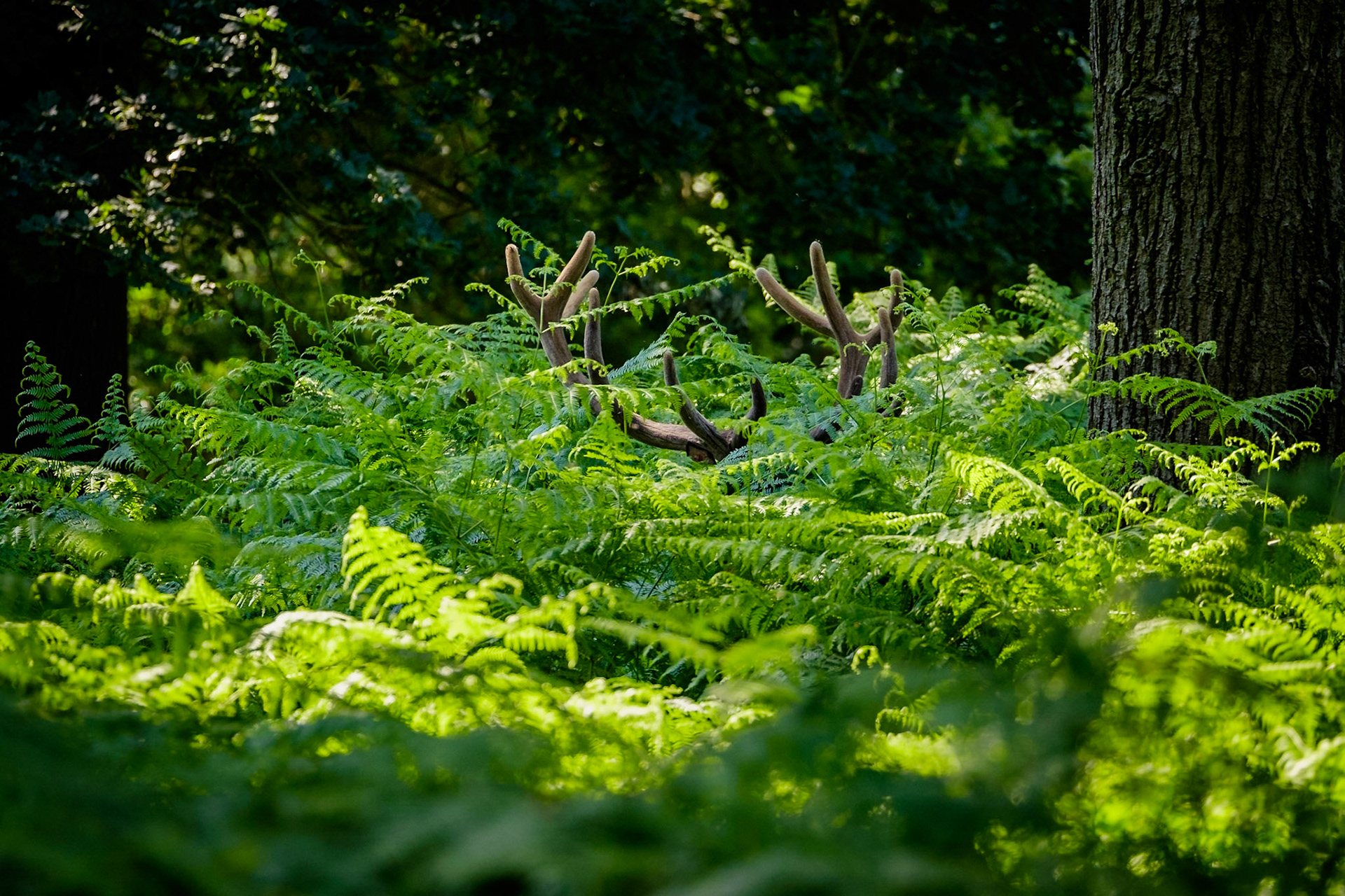 Sample image from 1st July 2018 - sometimes you're faced with a scarcity of deer and you just have to make the best of what you're given, as I always say - better luck next time!
