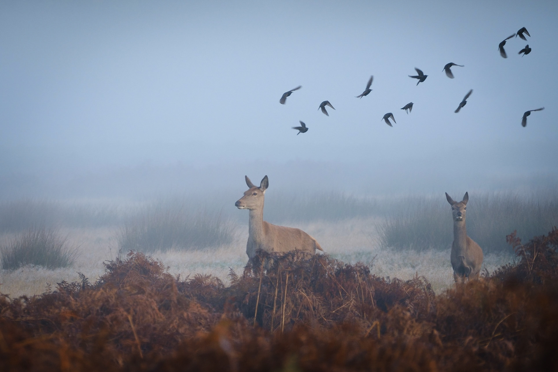 Sample image from 4th November 2019 - keep an eye out for flocks of jackdaws as they swoop around the deer. Use continuous shooting to give you options to choose from.
