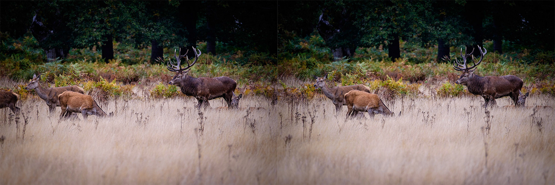 Sample images from 6th October 2018 - composition with groups can be troublesome if you "cut a deer in half", but keep waiting and some slight movement can open up possibilities.