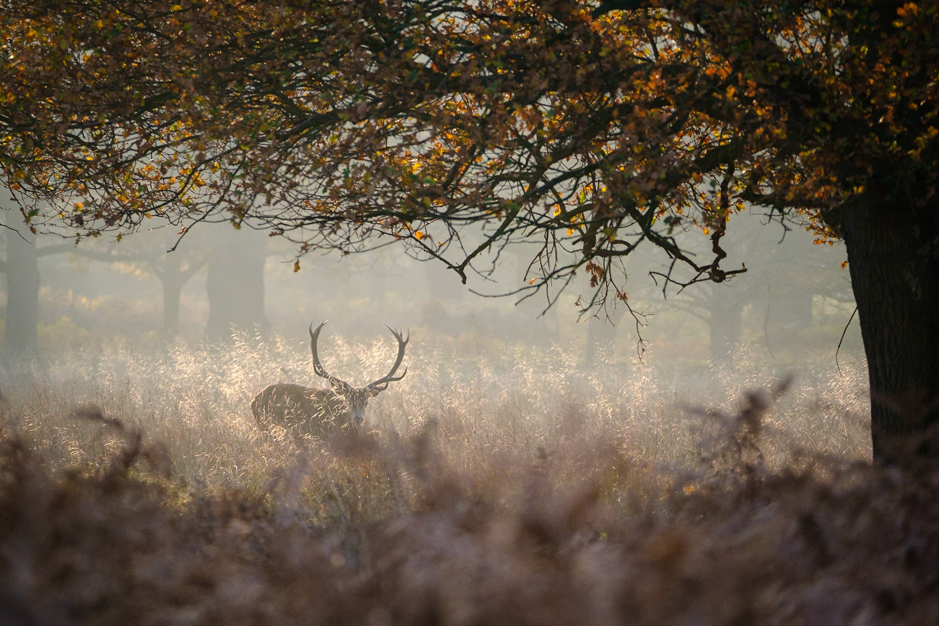Sample image from 17th November 2018 - look for (and sometimes wait for) the light, it really does bring an imge to life and the slight "haze" caused by the high contrast of backlighting can look just like mist in the background (it wasn't misty on this morning and we had to wait just over an hour for decent light).