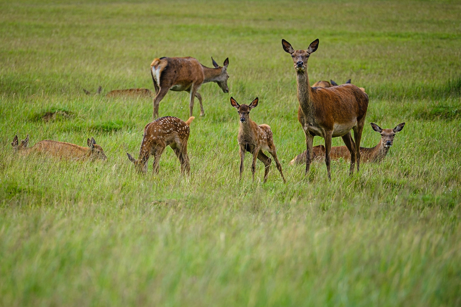 Sample image from a solo workshop on 19th June 2019 - hinds with young will be very wary of your presence around May to July, so approach slowly with caution, don't get too close and remain quiet, keep still and move slowly if you have to.