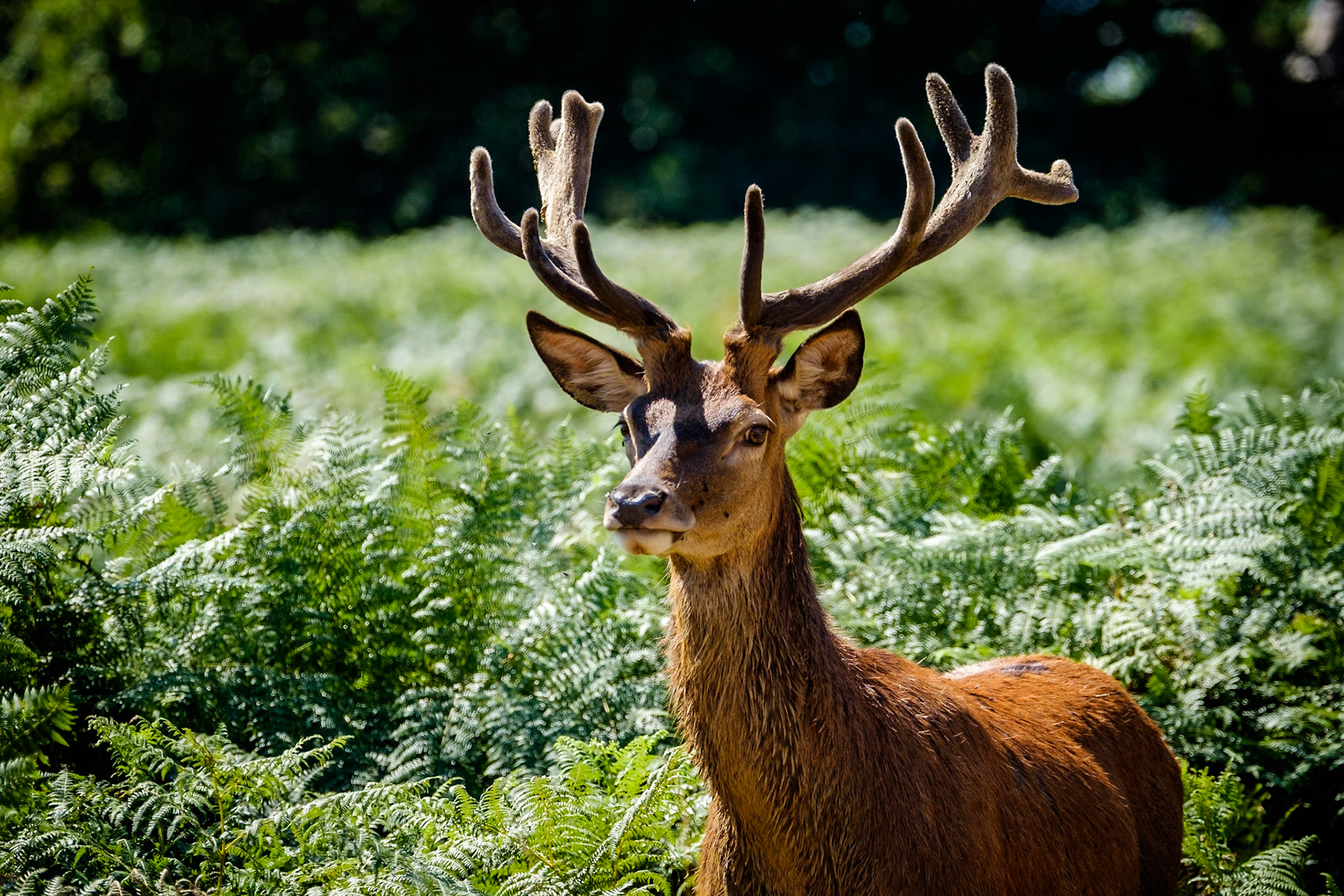 Sample image from 5th August 2018 - a fairly standard image, no special technique, just a lesson in observation and behaviour. This young(ish) stag is not quite as bold and confident as the older stags and I coud see he wanted to move past some ferns but we were a bit close and he was hesitant. By backing away, we gave him room to move past, affording us an unusually close view (always be aware of what is around you so you have room to escape).