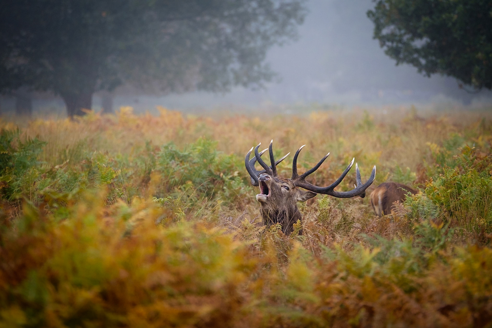 Sample image from 5th October 2018 - I love to find the stags almost hidden in the ferns. I would prefer the hind to either not be there or have her head up, but sometimes you just have to shoot when they bellow!