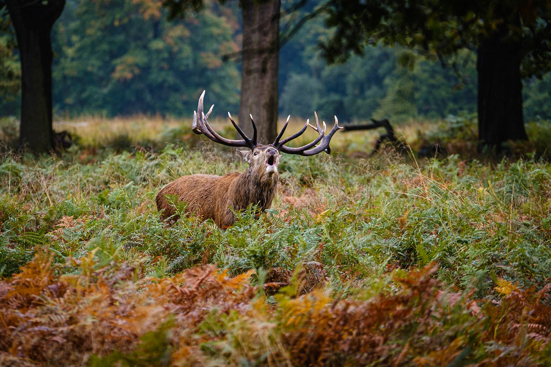Richmond Park