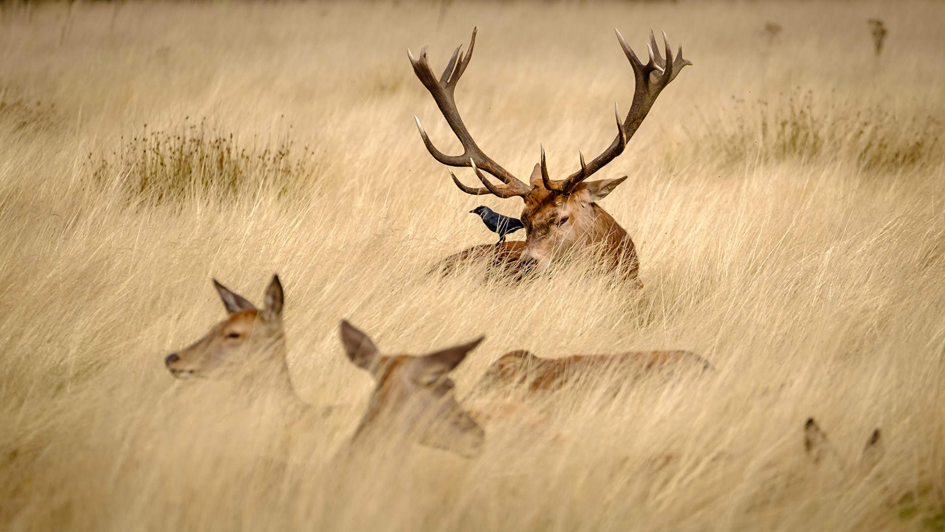 Sample image from 30th September 2018 - I've completely cropped out the distant treeline to give a uniform feel and blurred the hinds with a wide aperture of f/4 to focus attention on the stag, who appears to be keeping one eye on his harem. The Jackdaw in profile adds a little bit of interest.