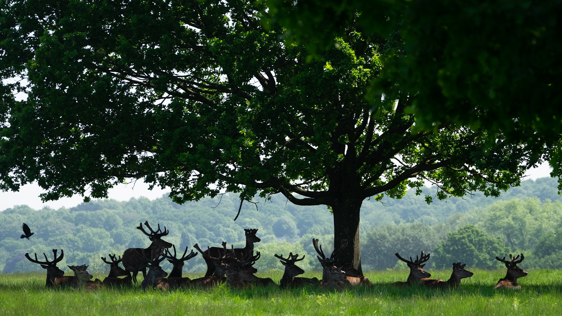 Sample image from 19th May 2018 demonstrating the use of silhouettes when dealing with subjects in shade.