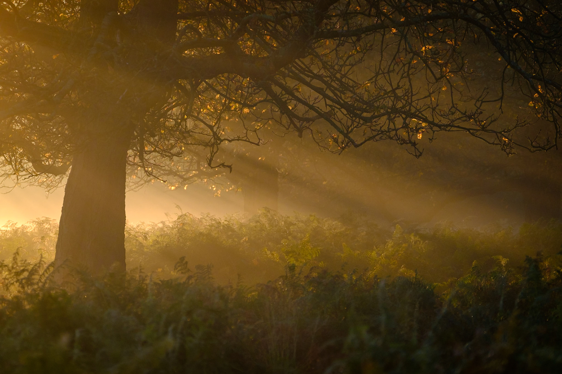 Richmond Park