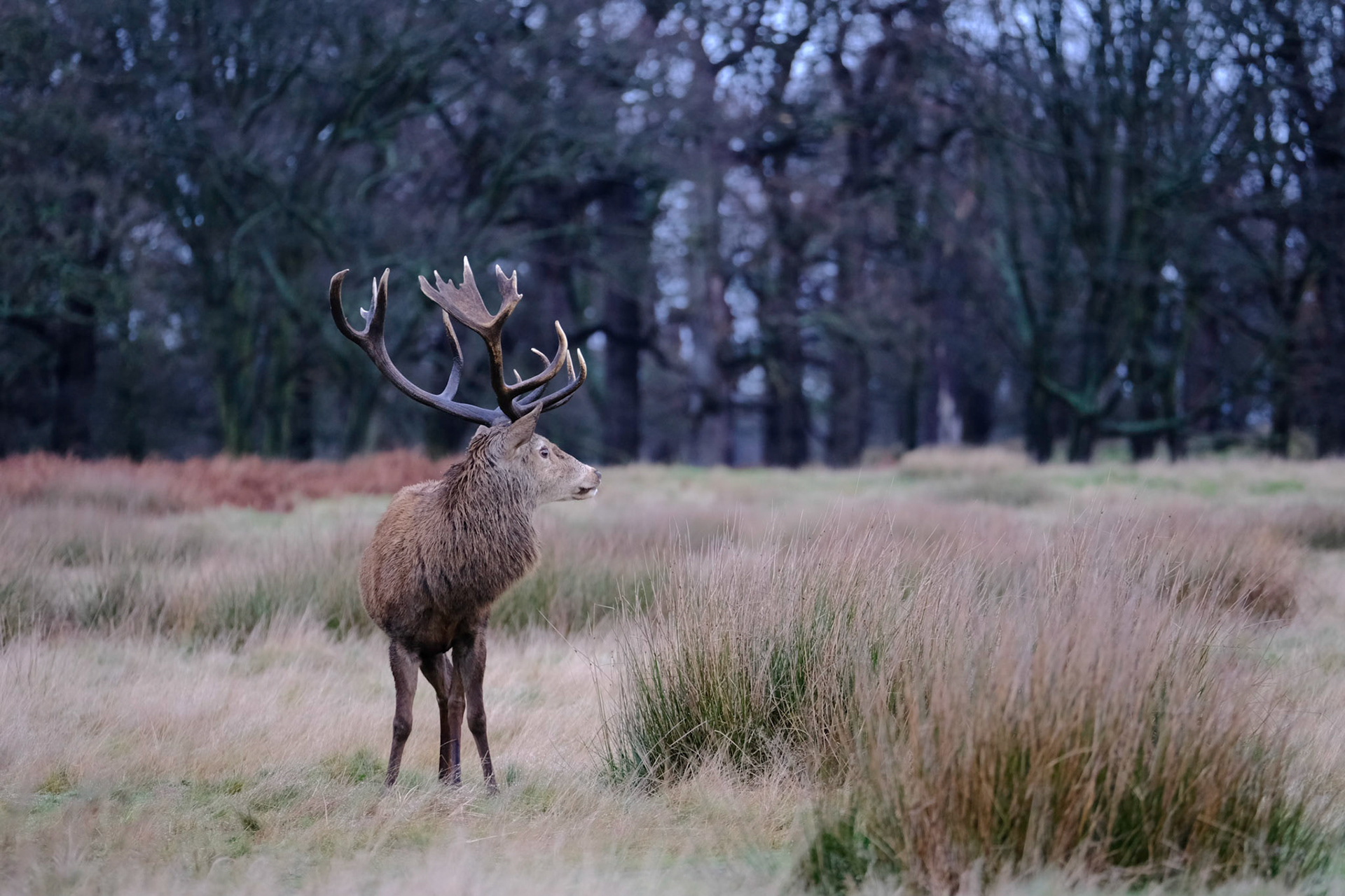 Sample image from 2nd February 2020 - an unprocessed image straight from the camera (JPG). This illustrates that you can achieve an acceptable result without using a RAW file. I’ll add a processed version from RAW later as a comparison.